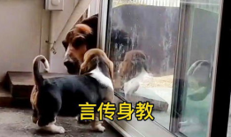 杰西就是二狗妈91直播,揭秘网红家庭背后的温馨日常